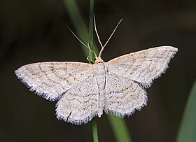 Idaea macilentaria