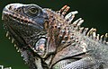 Iguana iguana 27zz.jpg