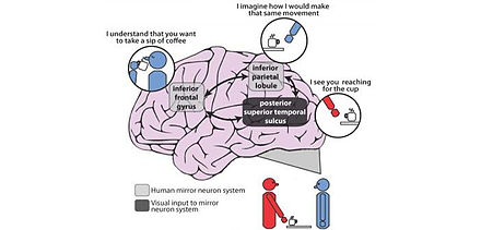 Mirror Neurons, originally found in the macaque monkey, are neurons which are activated in both the action-performer and action-observer. This is a proposed mechanism in humans.