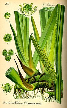 Acorus calamus