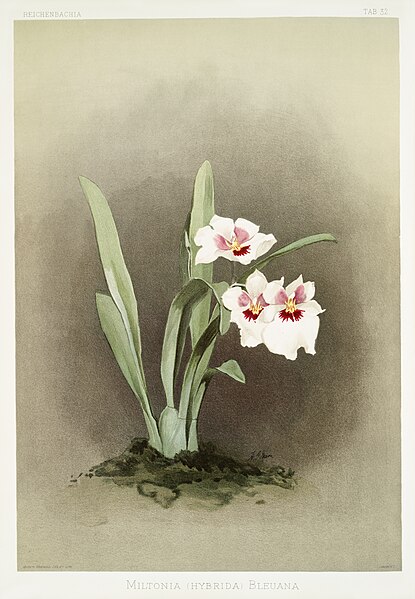 File:Illustration from Reichenbachia Orchids by Frederick Sander, digitally enhanced by rawpixel-com 128.jpg