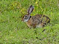 Indian Hare (42428479190).jpg