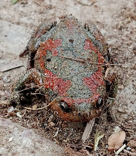 File:Indian Painted frog.jpg