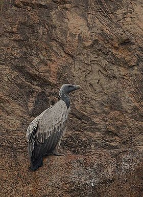 Indian vulture on cliff.jpg