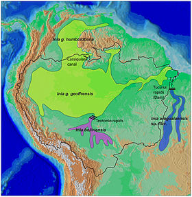 Inia spp. ranges. I. araguaiaensis is in blue at right; I. geoffrensis and I. boliviensis are light green and purple, respectively.