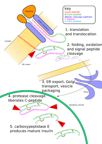 Post-translational modification