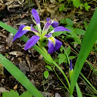<i>Iris brevicaulis</i> Species of flowering plant