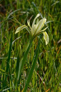 <i>Iris ser. Syriacae</i> Group of flowering plants