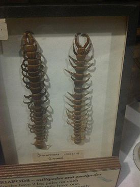 Две особи в экспозиции Музея зоологии и сравнительной анатомии Гранта[en], Лондон