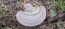 Jänesvaabik Ganoderma applanatum Foto: Sven Pruul