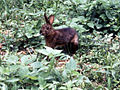 Japanese hare brown uncropped.jpg