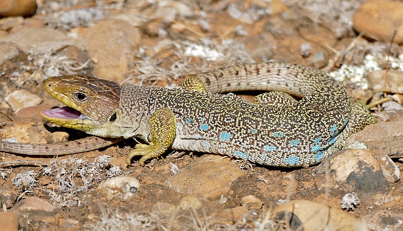 File:Jewelled Lizard (Timon lepidus) female (found by Jean NICOLAS) (37033378676).jpg