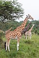 * Предлог Northern giraffe (Giraffa camelopardalis), Lake Mburo National Park, Uganda --Poco a poco 12:11, 1 June 2024 (UTC) * Се бара оцена