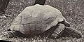 Jonathan the tortoise (ca.1900).jpeg