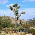 Yucca brevifolia in Joshua Tree, California: Sep 2017