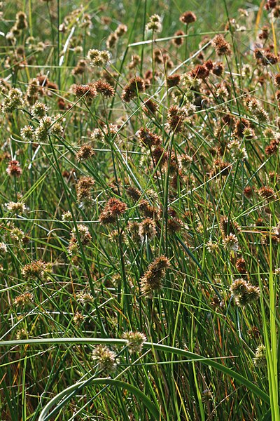 File:Juncus torreyi 2015.08.22 - andrey zharkikh.jpg