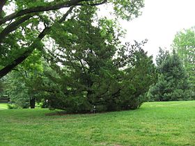JuniperusChinensis.jpg