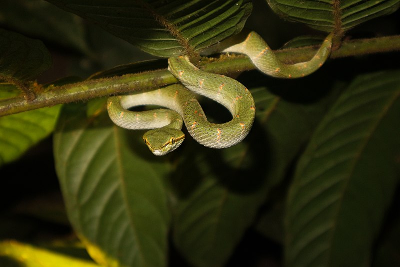 File:Juvenile Tropidolaemus subannulatus Taman Nasional Bukit Baka Bukit Raya.jpg