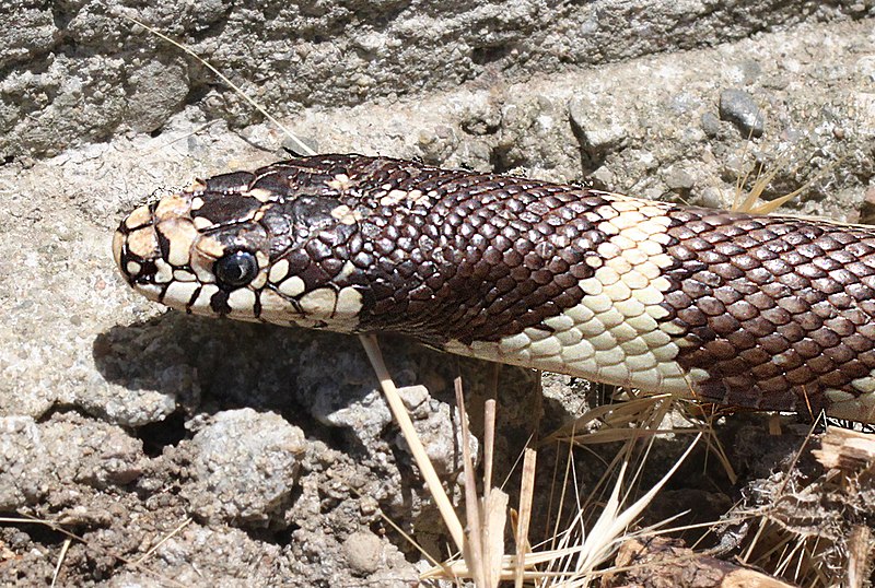 File:KINGSNAKE, COMMON (Lampropeltis getula ) ( 6-23-12) canet road, slo co, ca -02 (7454241136).jpg