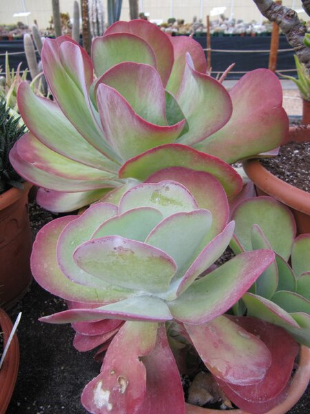 File:Kalanchoe thyrsiflora (K. tetraphylla) (6261700023).jpg