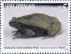 Bildbeschreibung Kaloula conjuncta 1999 Briefmarke der Philippinen.jpg.