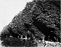 Avenue of 'Umbraculifera', Murgrab near Bairam-ali (c.1912).[23]