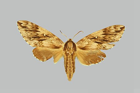 Kentrochrysalis