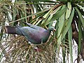 Kereru (New Zealand Wood Pigeon).jpg