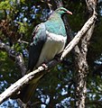 Kererū Lange 2015.jpg