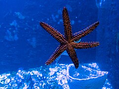 File:Key West Aquarium Sea Star 2.jpg (Category:Echinaster spinulosus)