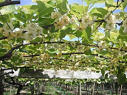 Kiwi: Biologi, Historik och odling, Näringsvärde och hantering