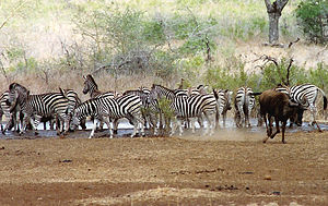 Zeebraen am Krügerpark