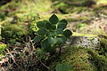 leaves. La Palma