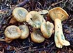 Thumbnail for File:Lactarius aurantiosordidus Nuytinck &amp; S.L. Mill 576998.jpg