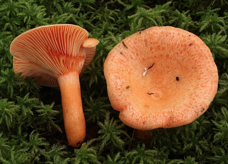 File:Lactarius thyinos A.H. Sm 793532.jpg