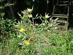 Lactuca quercina sl12.jpg