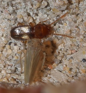 <i>Laemophloeus fasciatus</i> Species of beetle