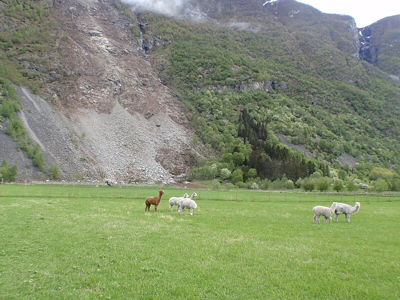 File:Lama i Lærdal.jpg