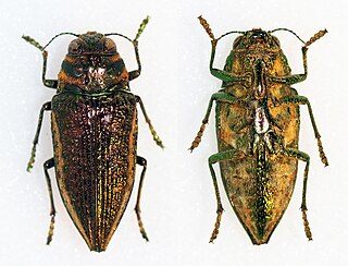 <i>Lampetis torquata</i> Species of beetle