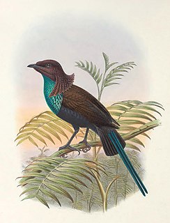 Wilhelminas bird-of-paradise hybrid bird