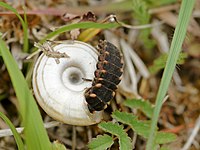 Larva feeding on snail - dorsal view Lampyris noctiluca (larva eating).jpg