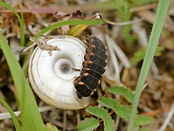 A common glowworm larva hunting snails Lampyris noctiluca (larva eating).jpg