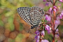 Langs kurzer Schwanz blau (Leptotes pirithous) männliche Unterseite.jpg