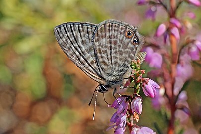 Lang's short tail blue Leptotes pirithous ♀ Portugal