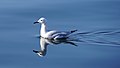 Gaviota picofina (Larus genei) en las salinas.