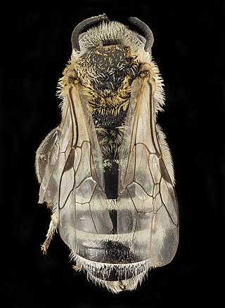 <i>Lasioglossum sisymbrii</i> Species of bee
