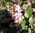 gefunden im wasserlosen Bachbett, die Blätter gehören nicht dazu, dürften von der Sumpfdotterblume (Caltha palustris) sein.