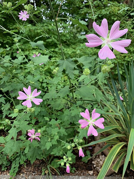 File:Lavatera cachemiriana at the NewYork Botanical Garden.jpg