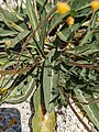 Blätter von Verbascum dudleyanum