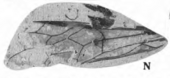 Leptostigma brevilatum? Leptostigma brevilatum (Lewis, 1992) plate2, fig N.png